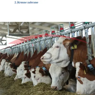 KRMNA ZABRANA ZA KRAVE-4